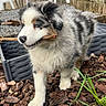 animal, australian_shepherd, backyard, bark_mulch, curious, cute, dog, fur, grass, muzzle, nature, outdoor, pet, plastic_chair, playful, puppy, stick, table, walking, young_dog