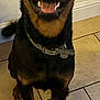 rottweiler, dog, pet, smiling, collar, indoor, floor, tile, tongue, happy, canine, animal, sitting, black, brown, ears, eyes, nose, paw, tail