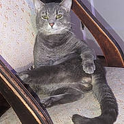 Smokey is registered to the contest to win money with this photo: animal, calm, cat, chair, domestic_animal, eyes, feline, floral_pattern, fur, gray_cat, indoor, pet, portrait, quiet, relaxed, sitting, tail, vintage_chair, whiskers, wooden_armrest