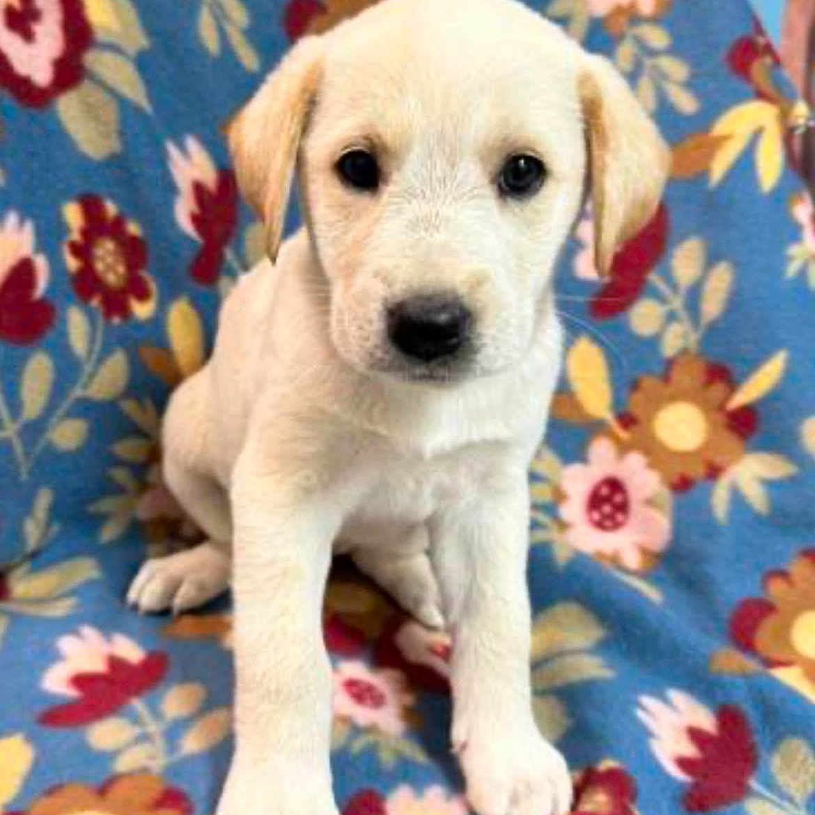 Rosie joined the competition — help win amazing prizes! animal, beagle, boxer, bulldog, canine, dog, eskimodog, goldenretriever, hound, labradorretriever, pet, puppy, whitedog