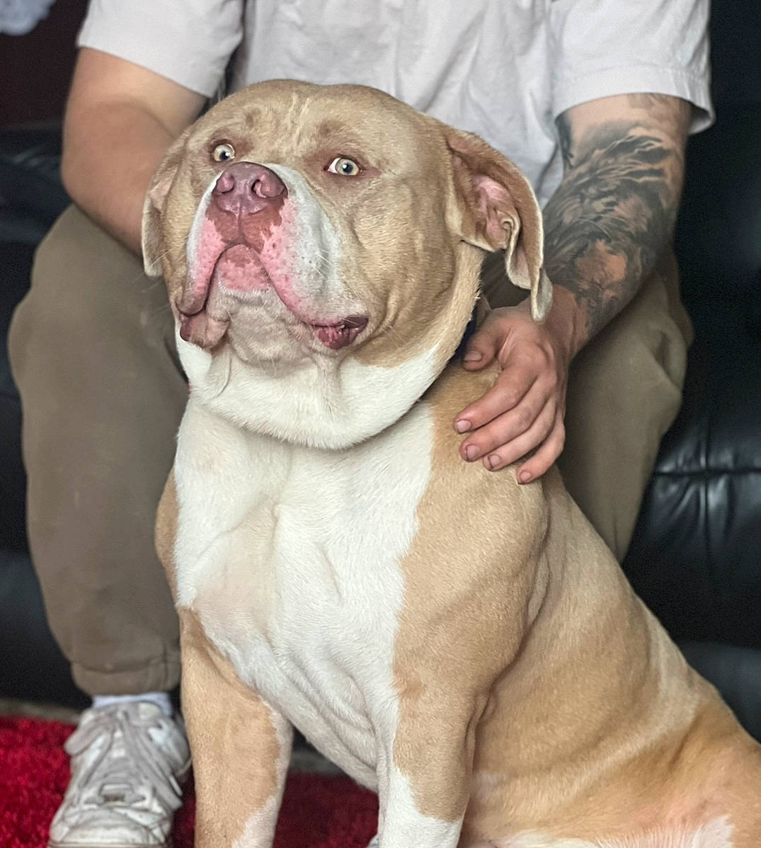 Draco joined the competition — help win amazing prizes! bulldog, canidae, carnivore, collar, comfort, companion_dog, dog, dog_breed, dog_collar, fawn, fur, liver, molosser, non_sporting_group, snout, sporting_group, whiskers, white_english_bulldog, working_animal, wrinkle