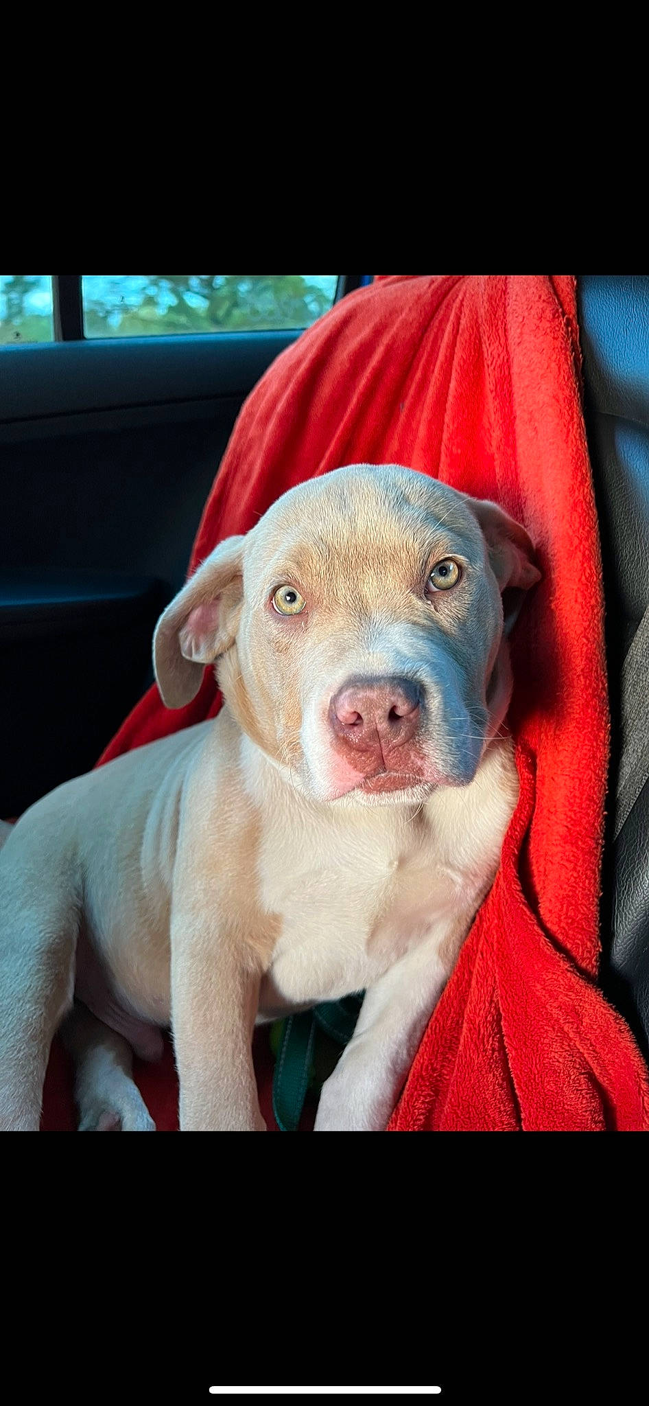 Draco joined the competition — help win amazing prizes! canidae, carnivore, companion_dog, dog, dog_breed, dogo_argentino, domestic_pig, fawn, fur, liver, livestock, meat, puppy, snout, sporting_group, suidae, terrestrial_animal, whiskers, working_animal, wrinkle