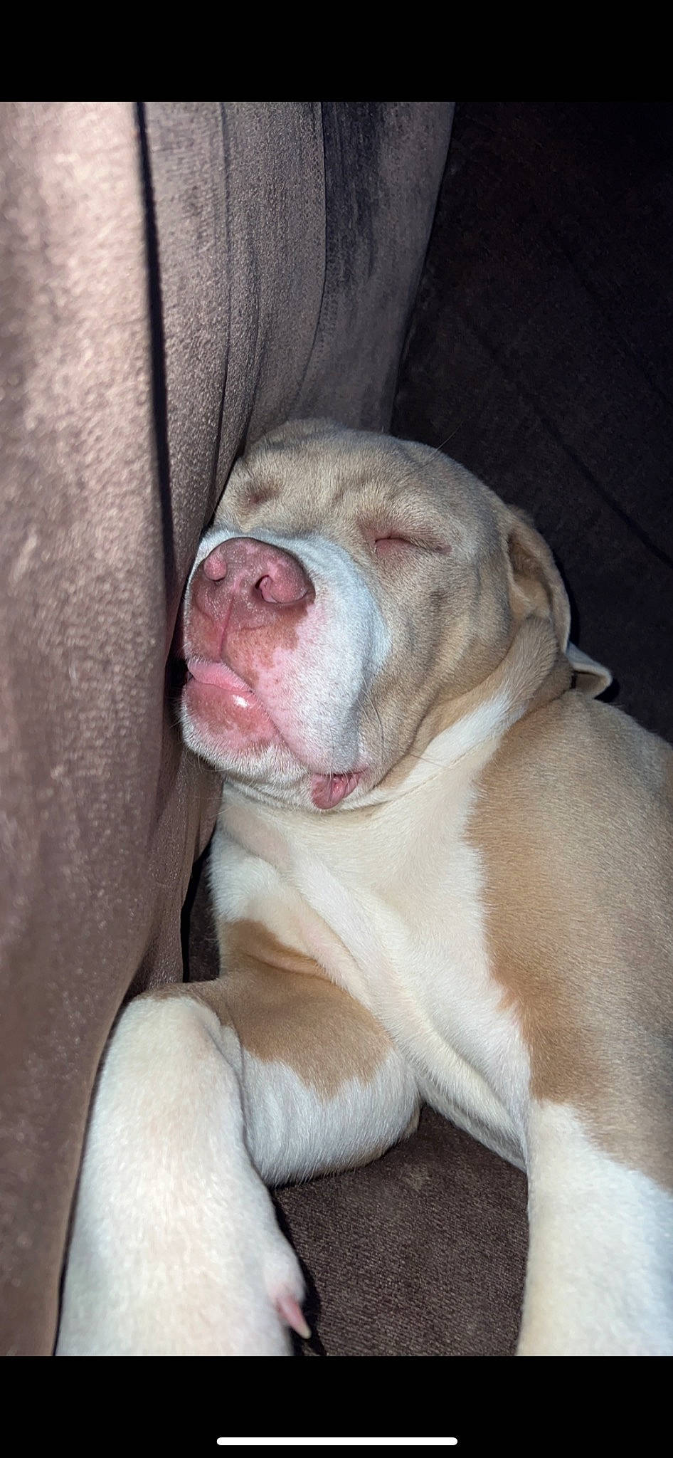 Draco joined the competition — help win amazing prizes! canidae, carnivore, comfort, companion_dog, dog, dog_breed, ear, fang, fawn, fur, jaw, liver, molosser, non_sporting_group, snout, sporting_group, terrestrial_animal, whiskers, working_animal, wrinkle