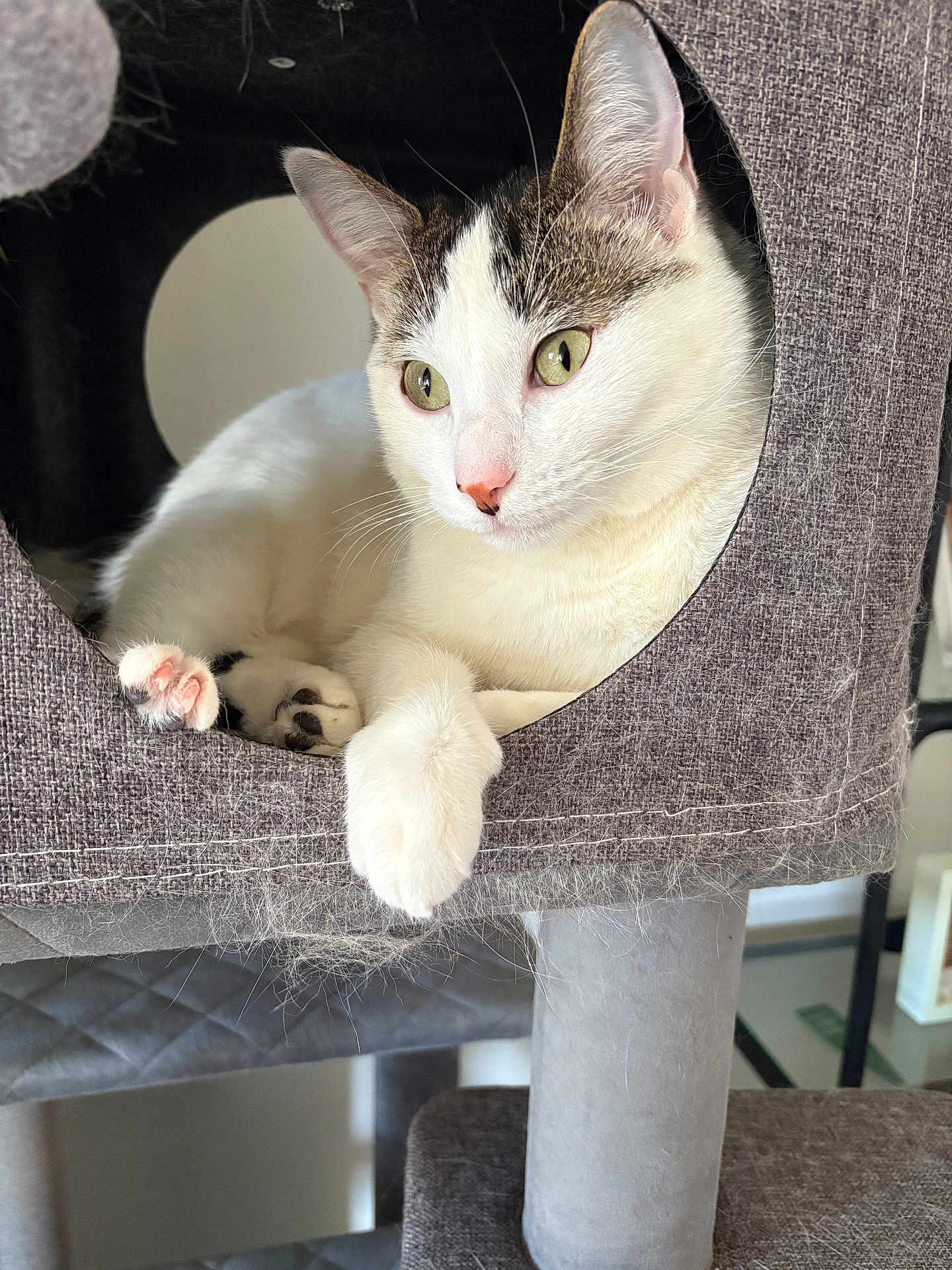 Millie joined the competition — help win amazing prizes! cat, feline, pet, indoor, resting, cat_tree, cozy, fur, paws, whiskers, green_eyes, tabby, white_fur, close_up, relaxed, cute, domestic_animal, animal, soft_texture, household