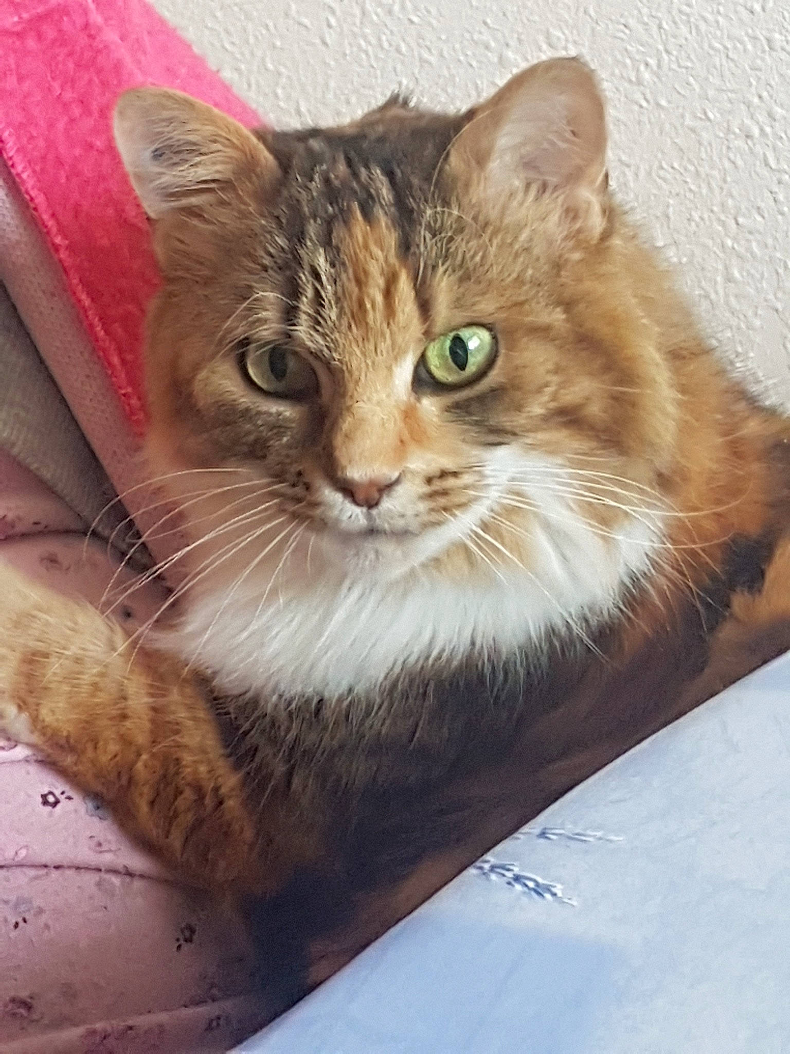 Brésil participe au concours pour gagner de l'argent avec cette photo : aegean_cat, american_bobtail, asian, british_semi_longhair, carnivore, cat, domestic_short_haired_cat, european_shorthair, fawn, felidae, fur, kitten, mammal, norwegian_forest_cat, ragamuffin, siberian, small_to_medium_sized_cats, somali, tabby_cat, whiskers