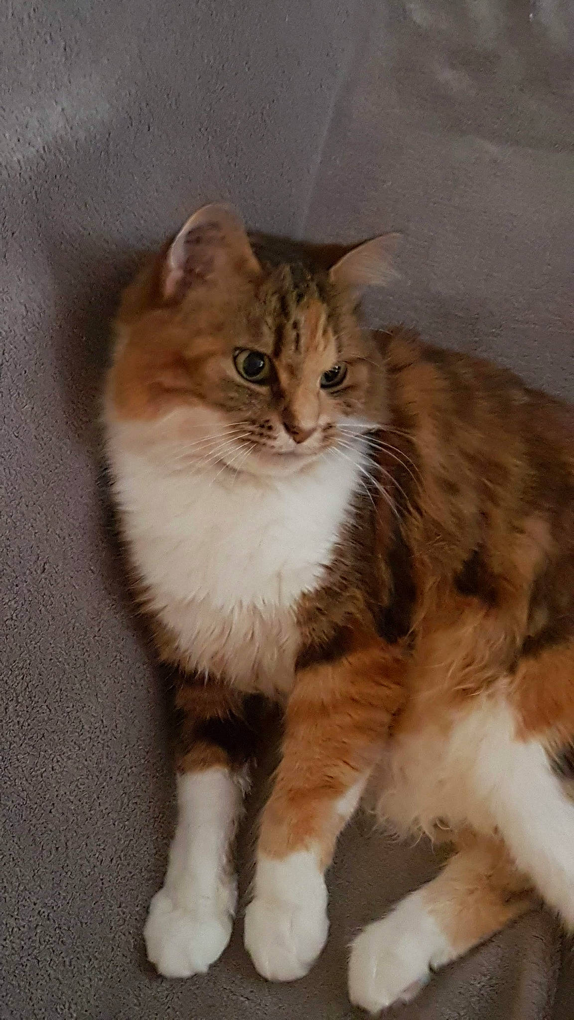 Brésil participe au concours pour gagner de l'argent avec cette photo : aegean_cat, american_curl, american_wirehair, asian_semi_longhair, british_semi_longhair, carnivore, cat, cymric, domestic_long_haired_cat, domestic_short_haired_cat, felidae, fur, kurilian_bobtail, mammal, norwegian_forest_cat, ragamuffin, siberian, small_to_medium_sized_cats, vertebrate, whiskers