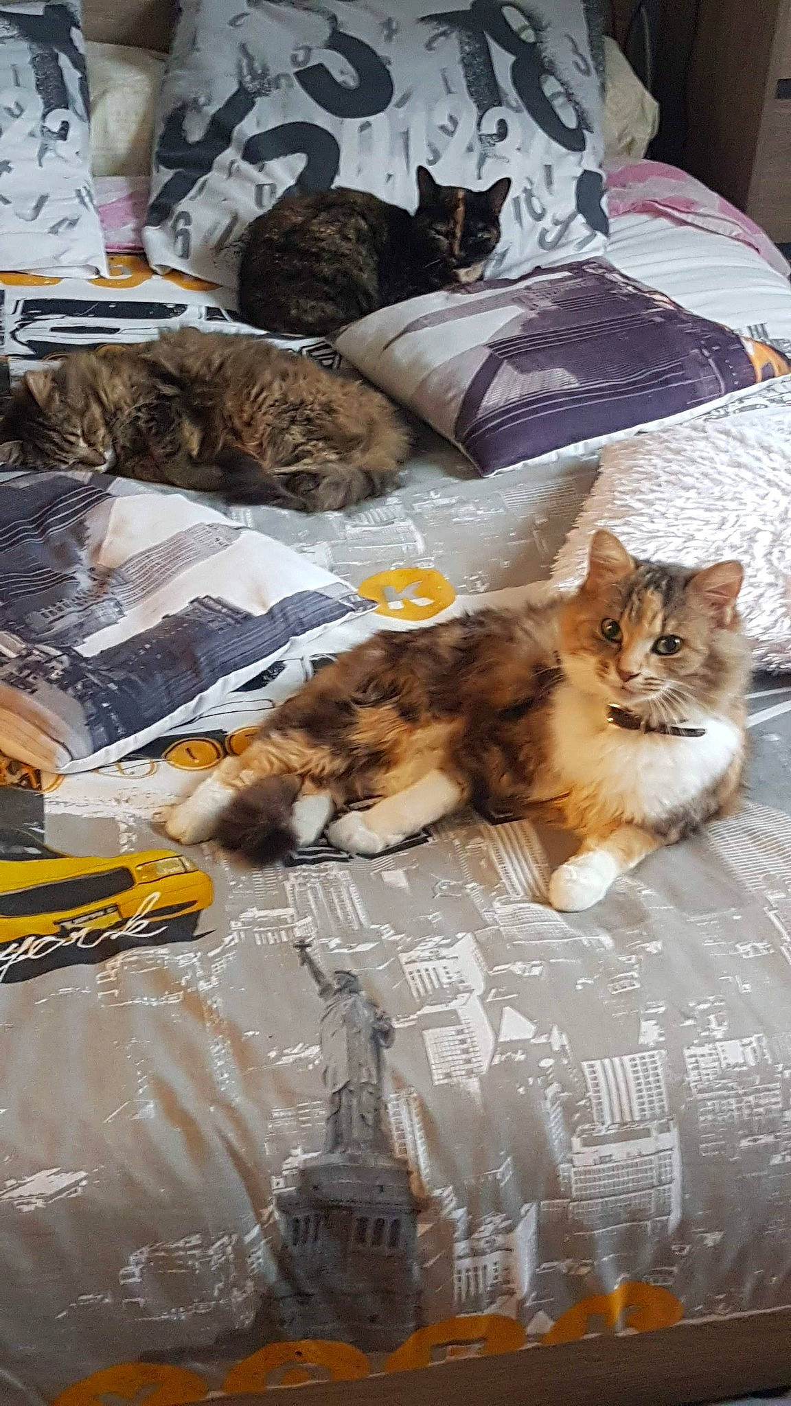 Brésil participe au concours pour gagner de l'argent avec cette photo : american_shorthair, asian, carnivore, cat, domestic_long_haired_cat, domestic_short_haired_cat, european_shorthair, fawn, felidae, fur, kitten, maine_coon, norwegian_forest_cat, small_to_medium_sized_cats, tabby_cat, whiskers, wild_cat