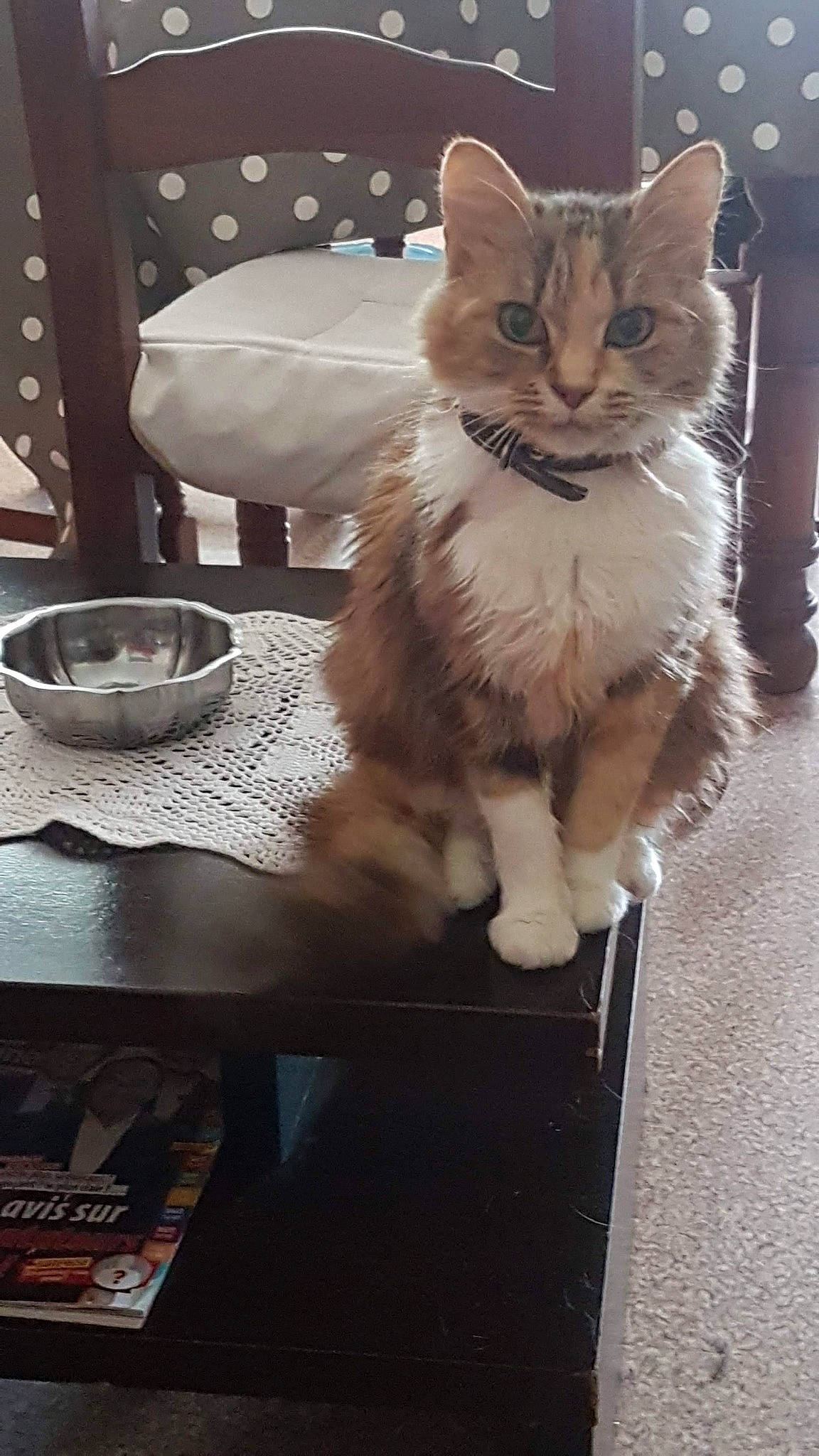 Brésil participe au concours pour gagner de l'argent avec cette photo : carnivore, cat, domestic_long_haired_cat, domestic_short_haired_cat, european_shorthair, fawn, felidae, fur, kitten, mammal, norwegian_forest_cat, polydactyl_cat, ragamuffin, small_to_medium_sized_cats, tabby_cat, whiskers