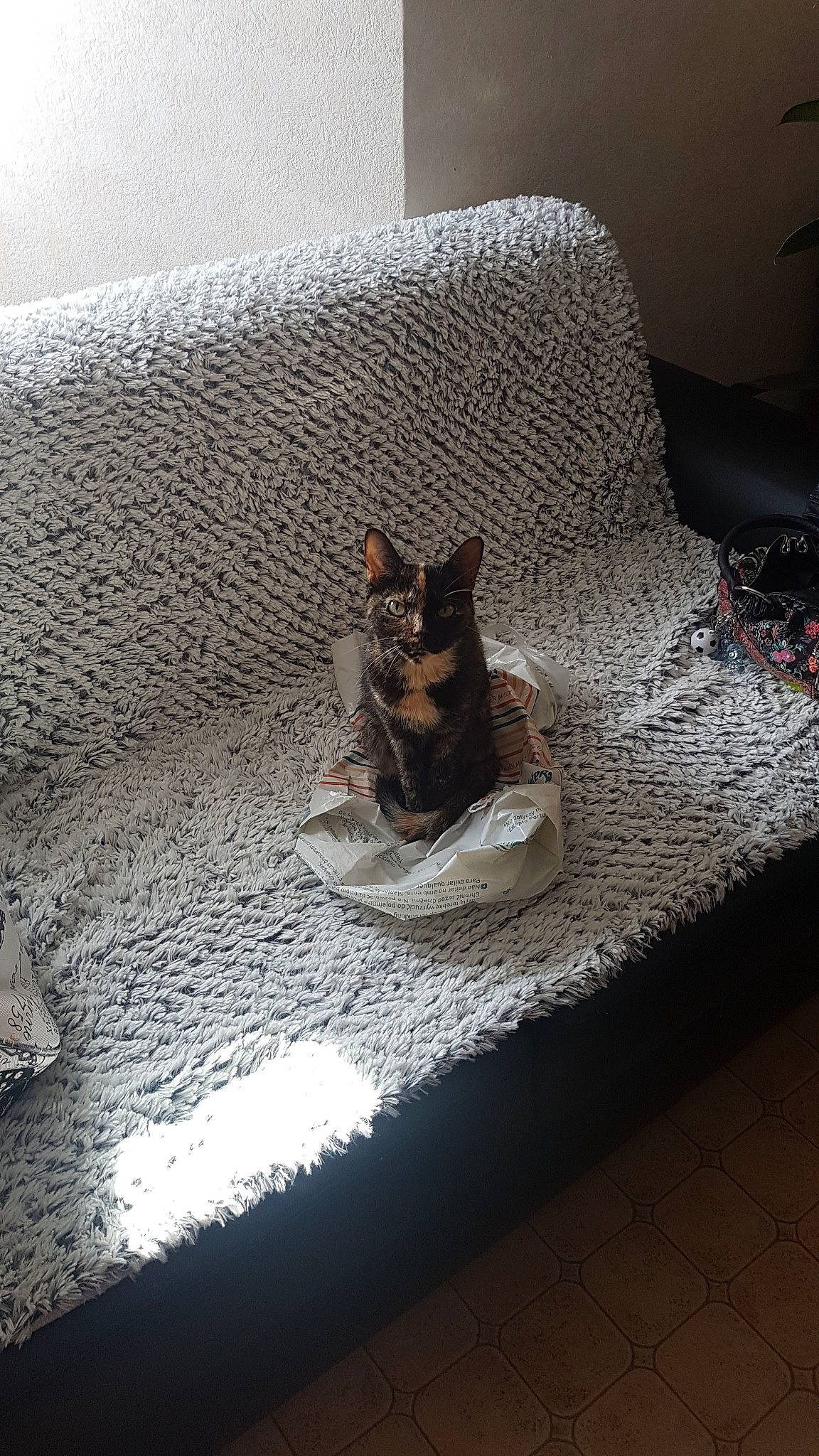 Down participe au concours pour gagner de l'argent avec cette photo : cat, felidae, furniture, room, small_to_medium_sized_cats, square, table, whiskers