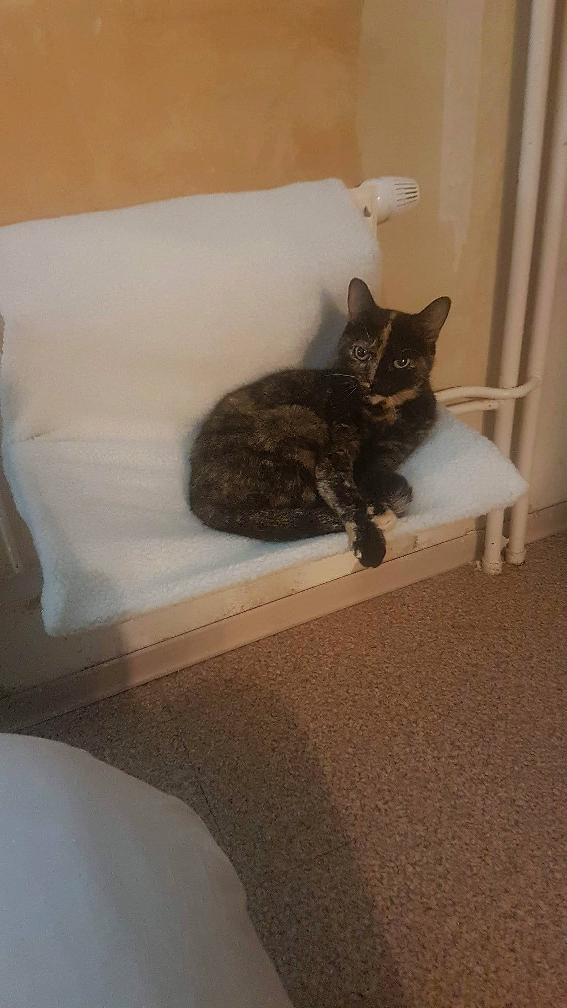 Down participe au concours pour gagner de l'argent avec cette photo : bengal, black_cat, carnivore, cat, domestic_short_haired_cat, european_shorthair, fawn, felidae, fur, german_rex, kitten, room, small_to_medium_sized_cats, tail, whiskers