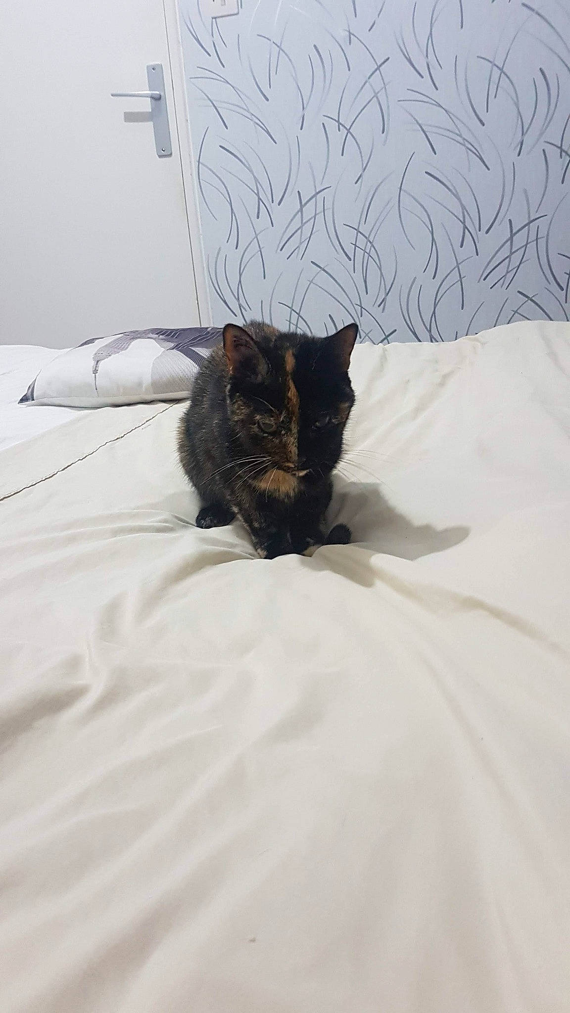 Down a rejoint le concours — aidez-le/la à gagner de superbes lots ! bed, bed_sheet, black_cat, carnivore, cat, comfort, ear, felidae, fur, furniture, kitten, linens, pillow, room, sand, small_to_medium_sized_cats, tail, whiskers