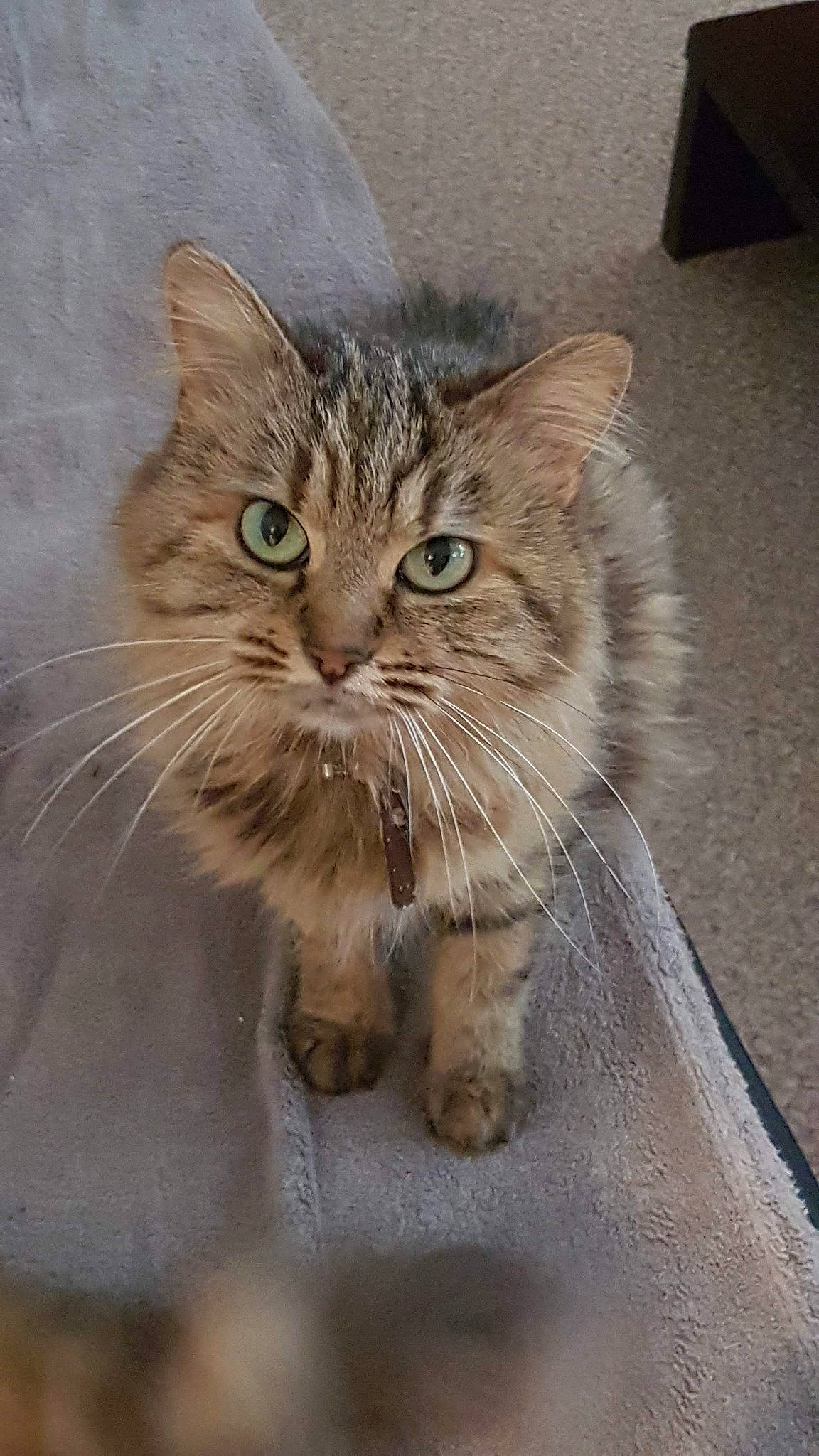 Bagherra a rejoint le concours — aidez-le/la à gagner de superbes lots ! aegean_cat, asian, asian_semi_longhair, british_semi_longhair, carnivore, cat, domestic_long_haired_cat, domestic_short_haired_cat, dragon_li, european_shorthair, felidae, kitten, mammal, pixie_bob, siberian, small_to_medium_sized_cats, tabby_cat, vertebrate, whiskers, wild_cat