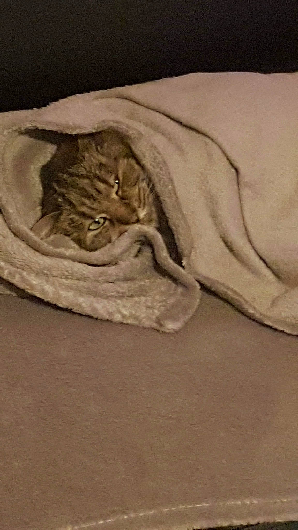 Bagherra a rejoint le concours — aidez-le/la à gagner de superbes lots ! bed_sheet, beige, blanket, carnivore, cat, comfort, fawn, felidae, fur, linens, nap, sleep, small_to_medium_sized_cats, textile, whiskers