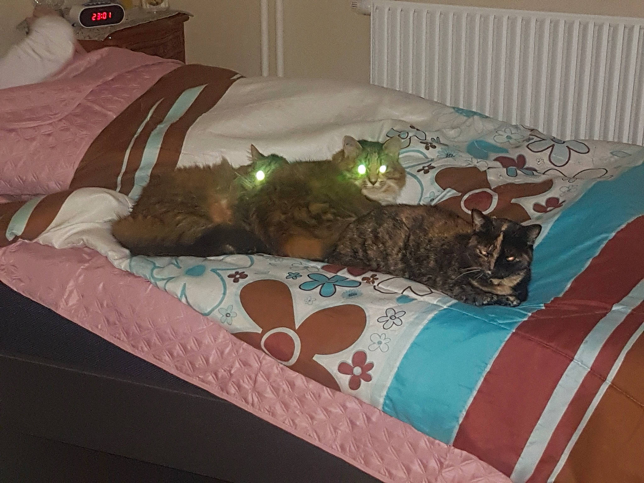 Bagherra participe au concours pour gagner de l'argent avec cette photo : bed, bed_frame, bed_sheet, bedding, bedroom, cat, comfort, cushion, duvet_cover, furniture, interior_design, linens, mattress, nap, pillow, room, textile