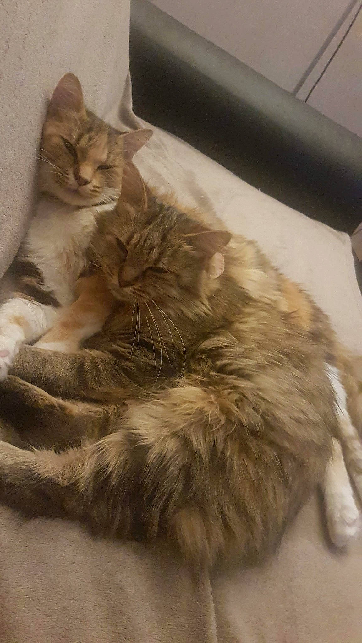 Bagherra a rejoint le concours — aidez-le/la à gagner de superbes lots ! asian, asian_semi_longhair, carnivore, cat, domestic_long_haired_cat, domestic_short_haired_cat, dragon_li, european_shorthair, felidae, fur, kitten, mammal, norwegian_forest_cat, oriental_longhair, paw, small_to_medium_sized_cats, somali, tabby_cat, tail, whiskers