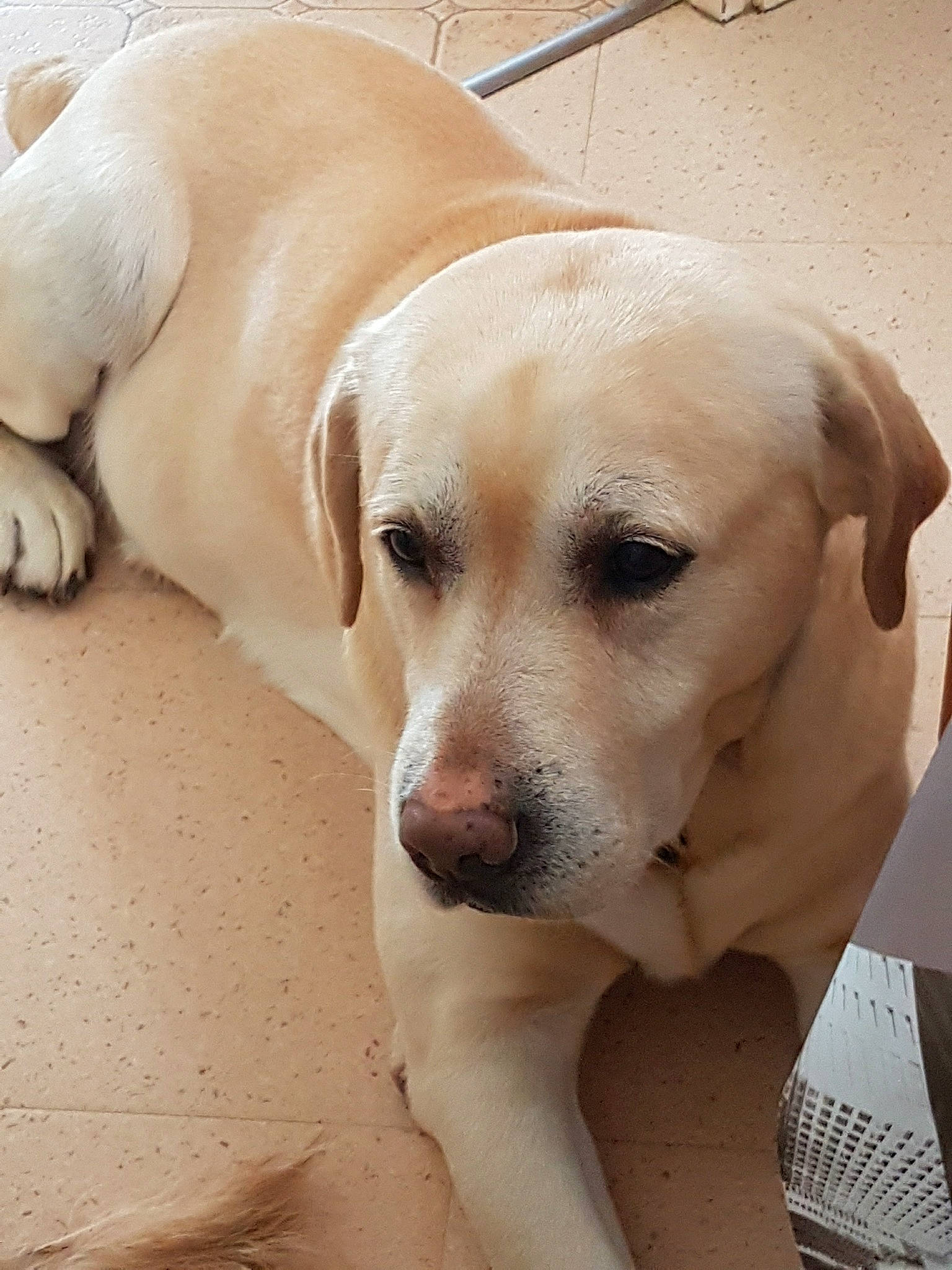 Médor participe au concours pour gagner de l'argent avec cette photo : beagador, canidae, carnivore, companion_dog, dog, dog_breed, fawn, labrador_retriever, mammal, nose, puppy, puppy_love, retriever, snout, sporting_group, vertebrate