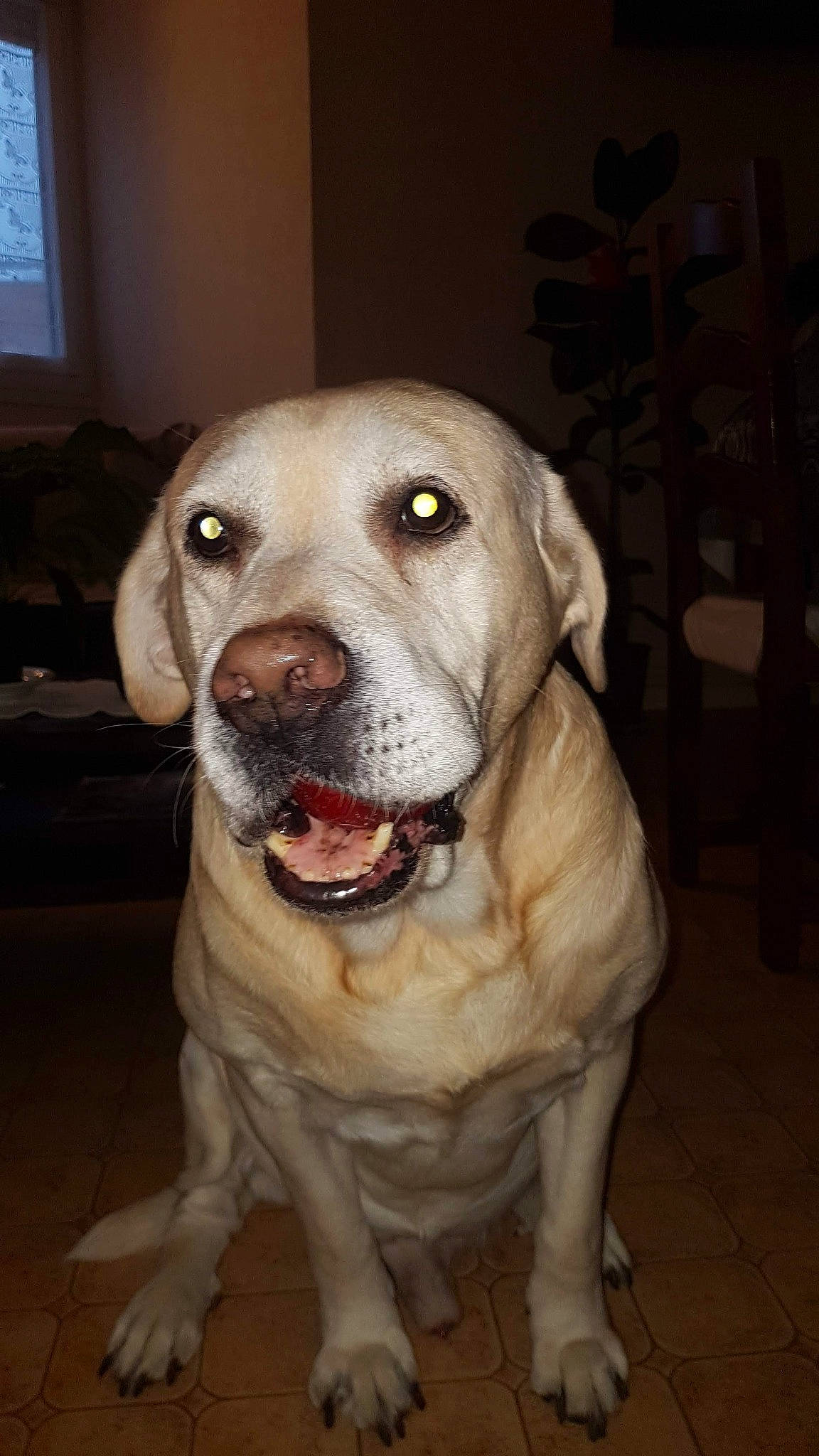 Médor a rejoint le concours — aidez-le/la à gagner de superbes lots ! american_bulldog, bandog, beagador, bully_kutta, canidae, carnivore, catahoula_bulldog, dog, dog_breed, fawn, labrador_retriever, mammal, non_sporting_group, nose, pit_bull, rare_breed_dog, snout, sporting_group, tail, whiskers