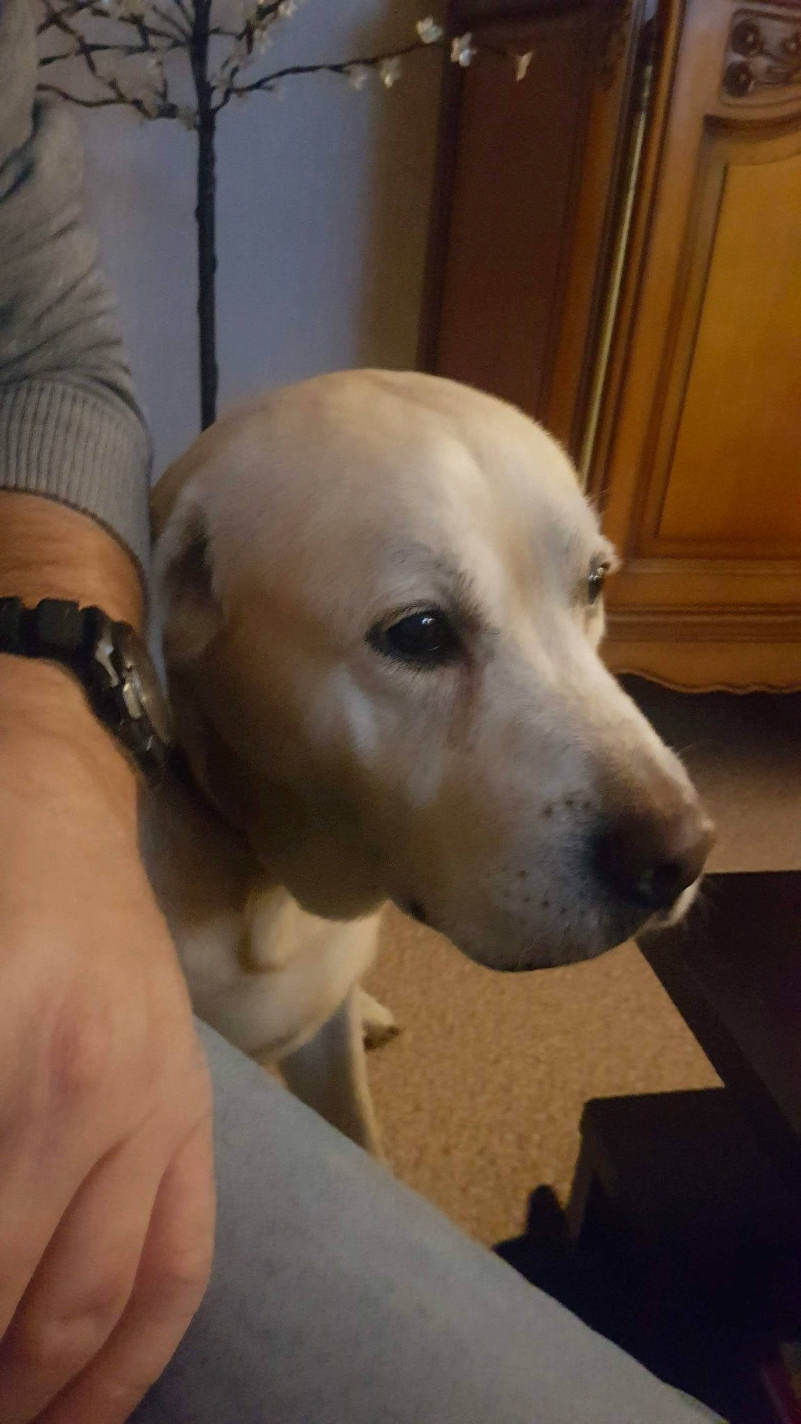 Médor a rejoint le concours — aidez-le/la à gagner de superbes lots ! canidae, carnivore, companion_dog, dog, dog_breed, fawn, labrador_retriever, mammal, non_sporting_group, rajapalayam, snout, sporting_group, vertebrate