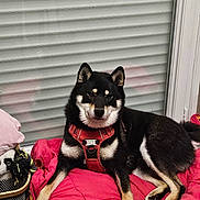 Umphrey a rejoint le concours — aidez-le/la à gagner de superbes lots ! dog, black_dog, red_harness, blanket, indoor, window, blinds, floor, basket, toy, pet, resting, canine, animal, fur, paw, snout, ears, relaxed, home