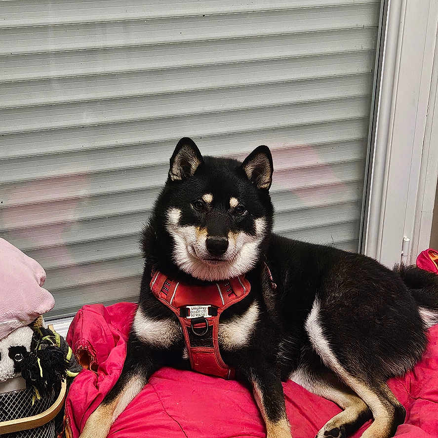 Umphrey a rejoint le concours — aidez-le/la à gagner de superbes lots ! animal, basket, black_dog, blanket, blinds, canine, dog, ears, floor, fur, home, indoor, paw, pet, red_harness, relaxed, resting, snout, toy, window