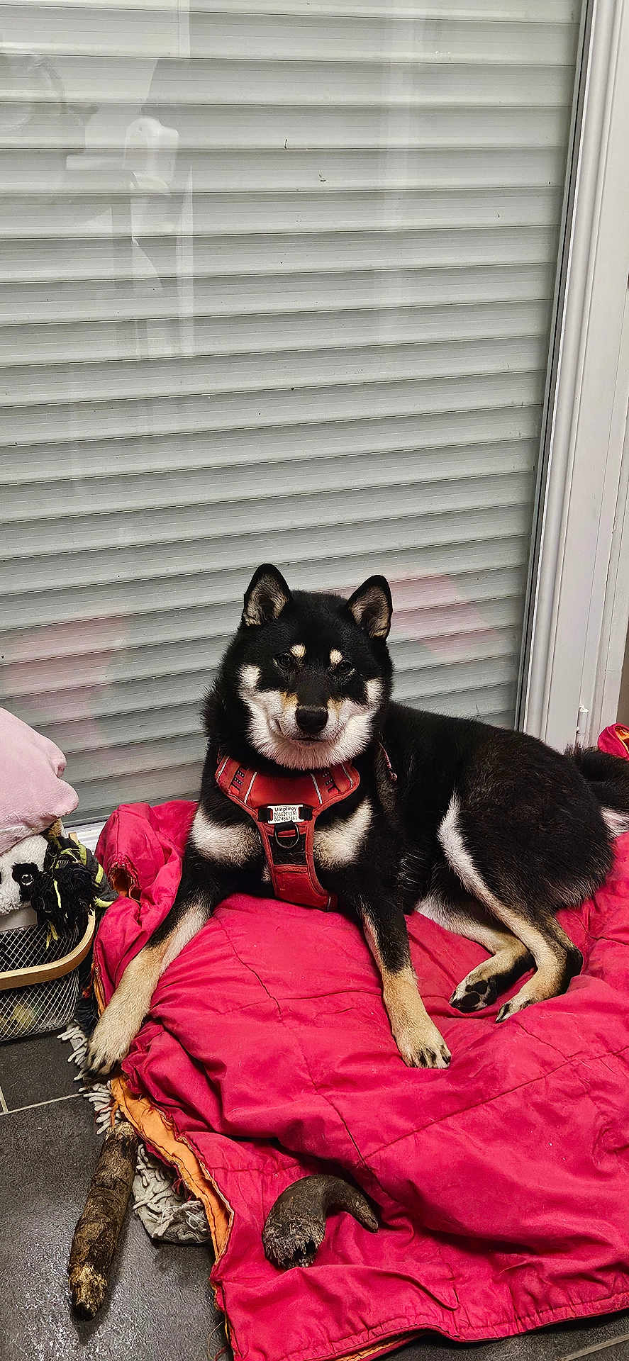 Umphrey a rejoint le concours — aidez-le/la à gagner de superbes lots ! dog, black_dog, red_harness, blanket, indoor, window, blinds, floor, basket, toy, pet, resting, canine, animal, fur, paw, snout, ears, relaxed, home