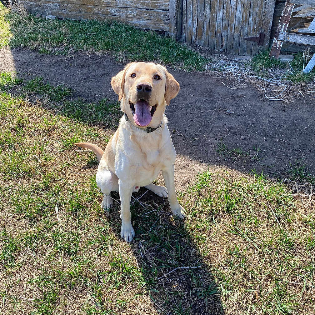 Rex is registered to the contest to win money with this photo: animal, canine, collar, daylight, dirt, dog, fence, grass, happy, labrador, nature, outdoor, pet, playful, shadow, sitting, sunlight, tongue_out, wooden_fence, yellow_lab