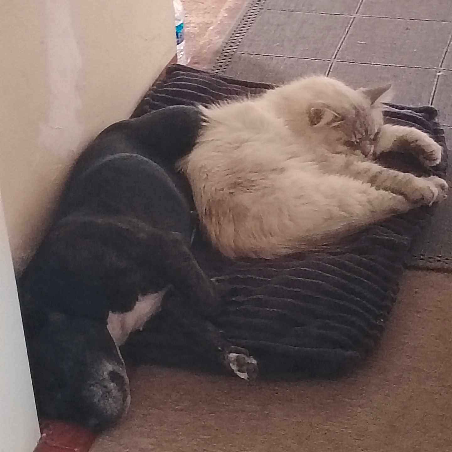 Léo Et Mao