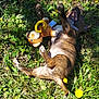 puppy, dog, brindle, grass, outdoor, toy, plush_toy, yellow, playful, sunlight, mouth_open, rolling, happy, pet, nature, greenery, dandelion, animal, young_dog, fun