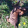 dog, puppy, brindle, grass, flowers, yellow_flowers, outdoor, nature, sunlight, shadow, lying_down, pet, animal, canine, summer, greenery, relaxing, small_dog, fur, playful