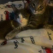 Mr Gray And Clarence is registered to the contest to win money with this photo: cat, cats, feline, pets, snuggling, blanket, farm_print, indoor, cozy, paw, fur, tabby, gray_and_white, cute, animal, sleepy, companionship, resting, close_up, two_animals