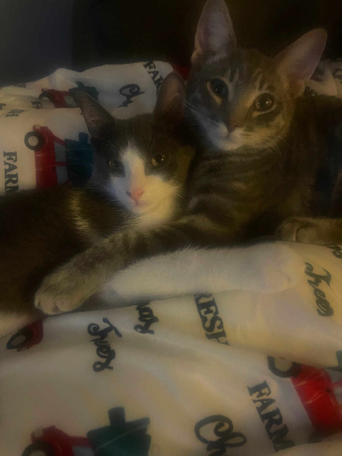 Mr Gray And Clarence is registered to the contest to win money with this photo: cat, cats, feline, pets, snuggling, blanket, farm_print, indoor, cozy, paw, fur, tabby, gray_and_white, cute, animal, sleepy, companionship, resting, close_up, two_animals