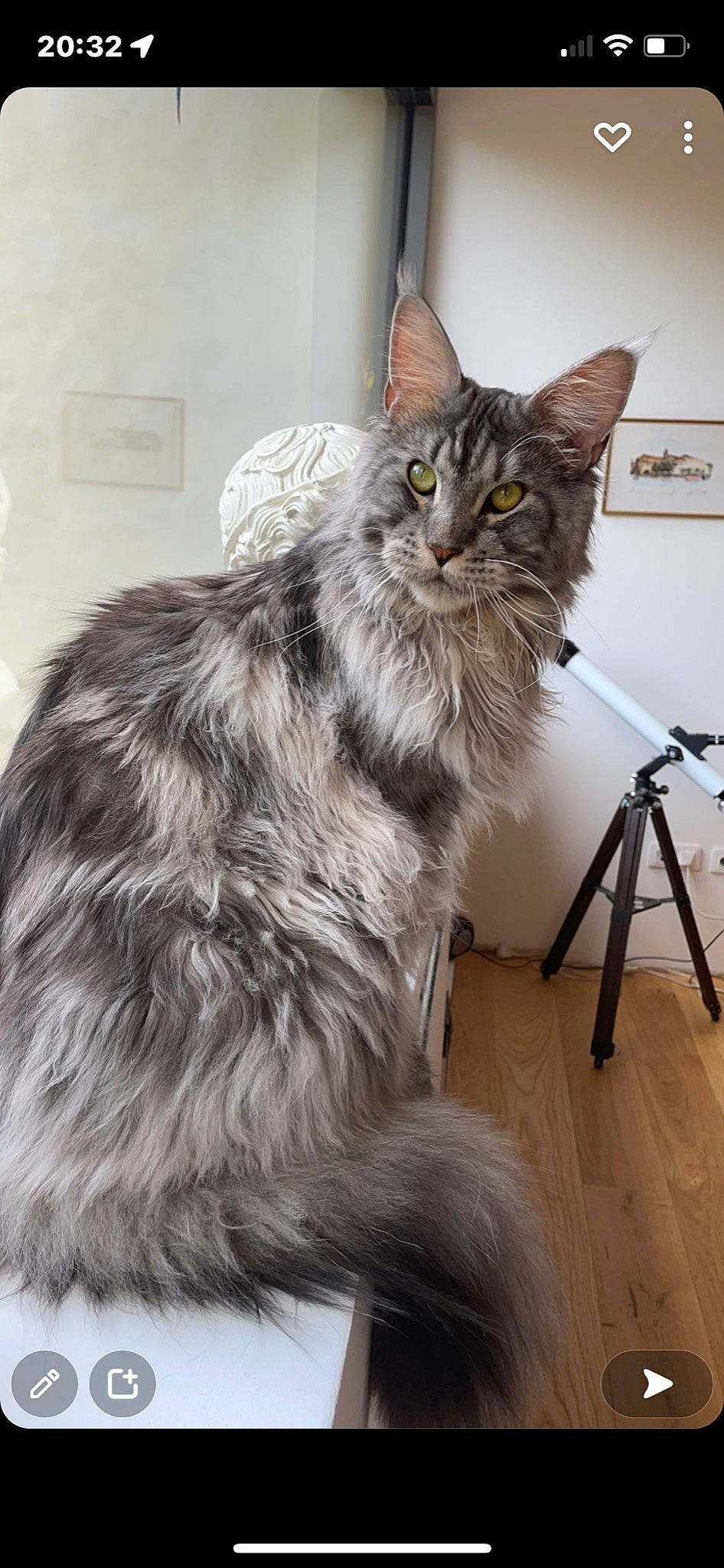 Patapouf a rejoint le concours — aidez-le/la à gagner de superbes lots ! carnivore, cat, claw, comfort, domestic_short_haired_cat, felidae, flooring, fur, grey, hardwood, maine_coon, paw, small_to_medium_sized_cats, snout, tail, terrestrial_animal, wall_plate, whiskers, wood, wood_flooring