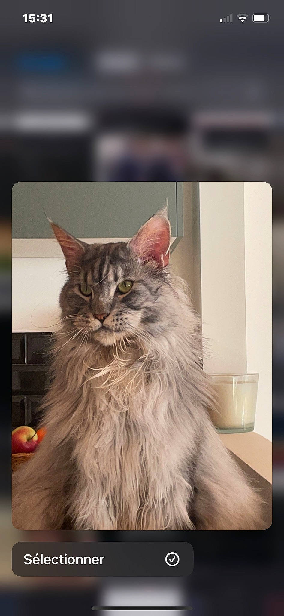 Patapouf a rejoint le concours — aidez-le/la à gagner de superbes lots ! british_longhair, carnivore, cat, claw, felidae, fur, maine_coon, paw, siberian, small_to_medium_sized_cats, terrestrial_animal, whiskers, wood