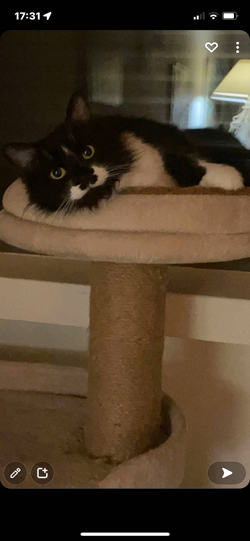 Patapouf a rejoint le concours — aidez-le/la à gagner de superbes lots ! bench, carnivore, cat, cat_bed, cat_supply, comfort, domestic_short_haired_cat, felidae, fur, hardwood, pedestal, pet_supply, room, sitting, small_to_medium_sized_cats, table, tail, whiskers, window, wood