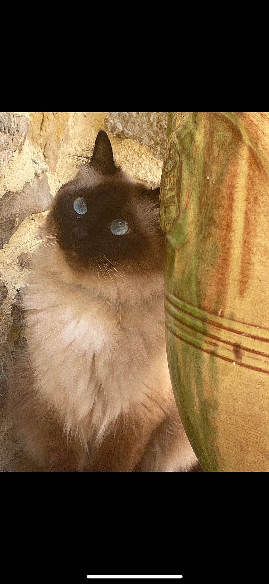 Moonboots participe au concours pour gagner de l'argent avec cette photo : balinese, birman, carnivore, cat, fawn, felidae, fur, grass, ragdoll, siamese, sky, small_to_medium_sized_cats, snout, tail, terrestrial_animal, thai, tints_and_shades, whiskers, window, wood