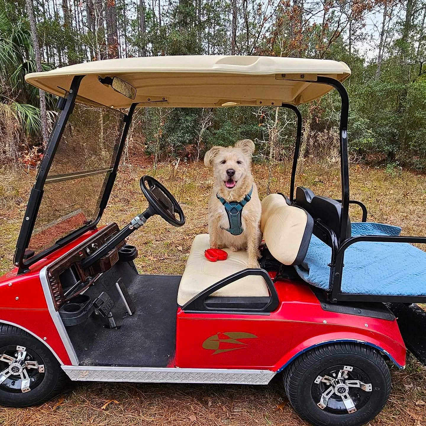 Gordon joined the competition — help win amazing prizes! animal, blanket, canopy, daytime, dog, forest, golf_cart, grass, happy, harness, nature, outdoor, parked, pet, red, seat, steering_wheel, tongue_out, trees, wheel