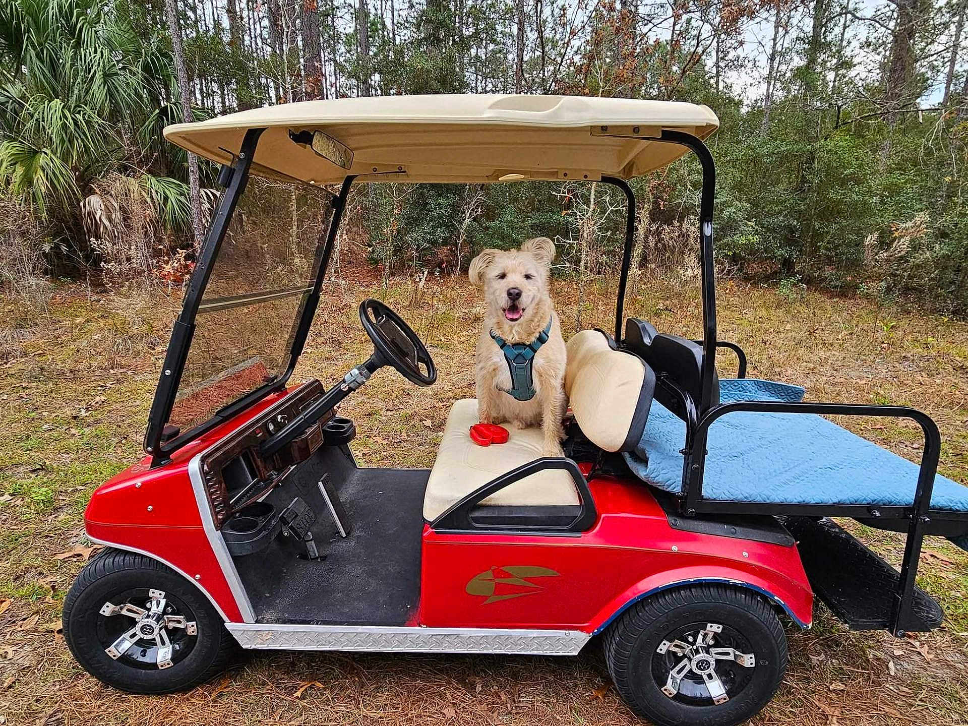 Gordon joined the competition — help win amazing prizes! dog, golf_cart, outdoor, forest, pet, animal, red, seat, harness, blanket, wheel, steering_wheel, nature, grass, trees, canopy, parked, happy, tongue_out, daytime
