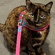 Emily joined the competition — help win amazing prizes! cat, tortoiseshell, pet, leash, harness, animal, feline, outdoor, pavement, sitting, green_eyes, curious, cute, domestic_cat, fur, whiskers, ears, paws, closeup, companion