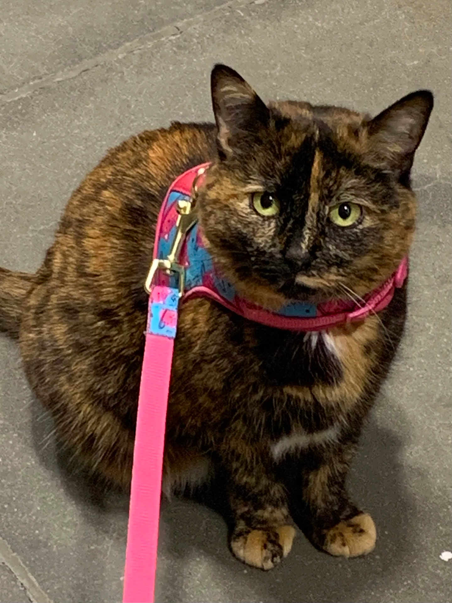 Emily joined the competition — help win amazing prizes! cat, tortoiseshell, pet, leash, harness, animal, feline, outdoor, pavement, sitting, green_eyes, curious, cute, domestic_cat, fur, whiskers, ears, paws, closeup, companion