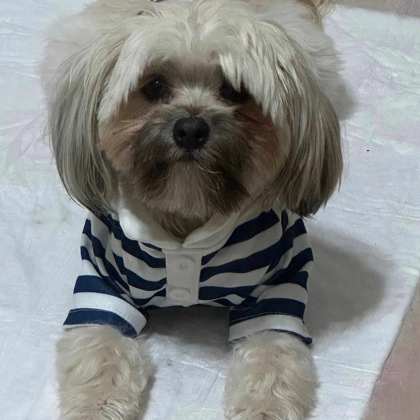 Bear joined the competition — help win amazing prizes! animal, calm, casual, comfortable, companion, cozy, cute, dog, fluffy, fur, home, indoor, looking_up, lying_down, paws, pet, portrait, small_dog, striped_shirt, white_mat