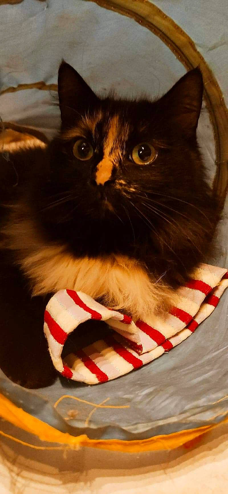 Nova a rejoint le concours — aidez-le/la à gagner de superbes lots ! carmine, carnivore, cat, felidae, fur, iris, mammal, pet_supply, small_to_medium_sized_cats, snout, vertebrate, whiskers