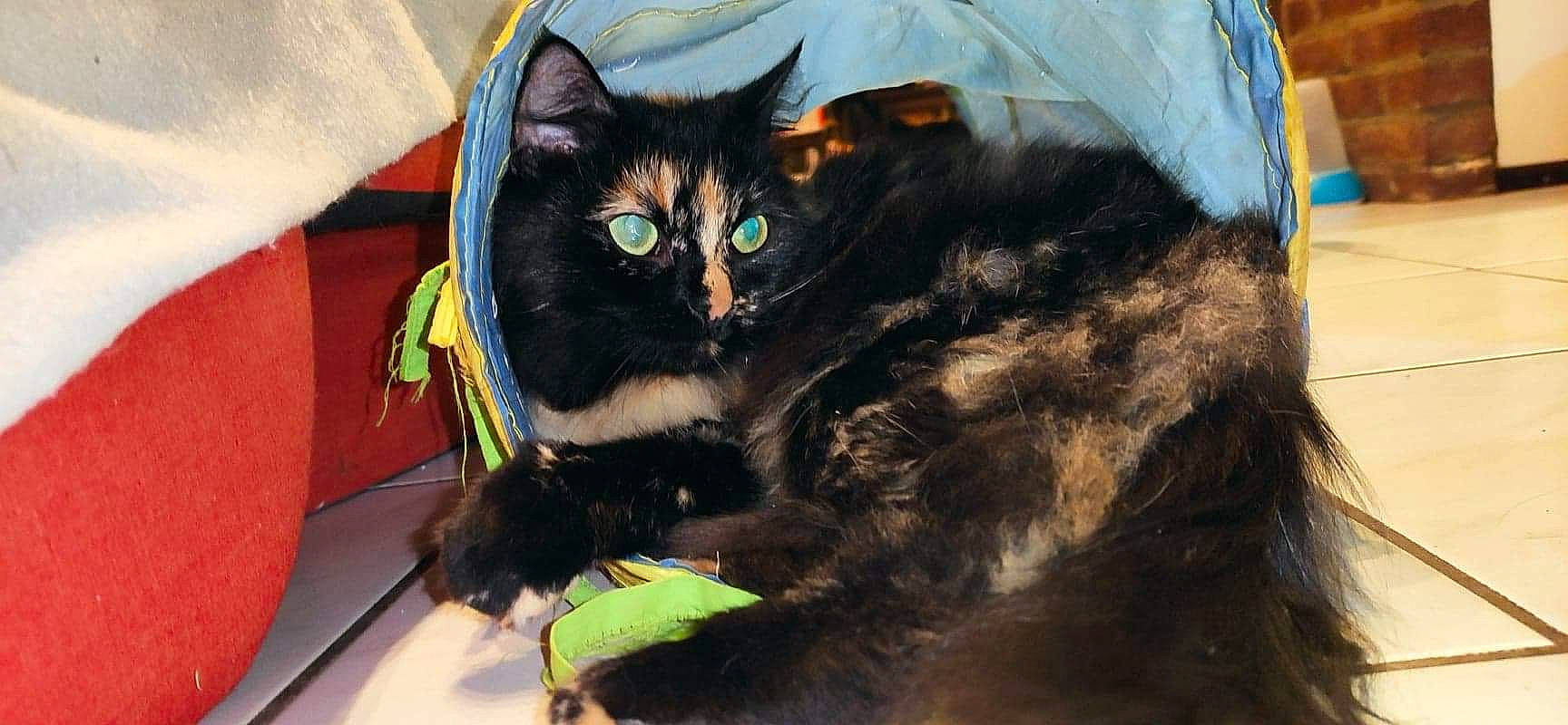 Nova a rejoint le concours — aidez-le/la à gagner de superbes lots ! black_cat, carnivore, cat, felidae, fur, organism, pet_supply, small_to_medium_sized_cats, snout, terrestrial_animal, vertebrate, whiskers, yellow