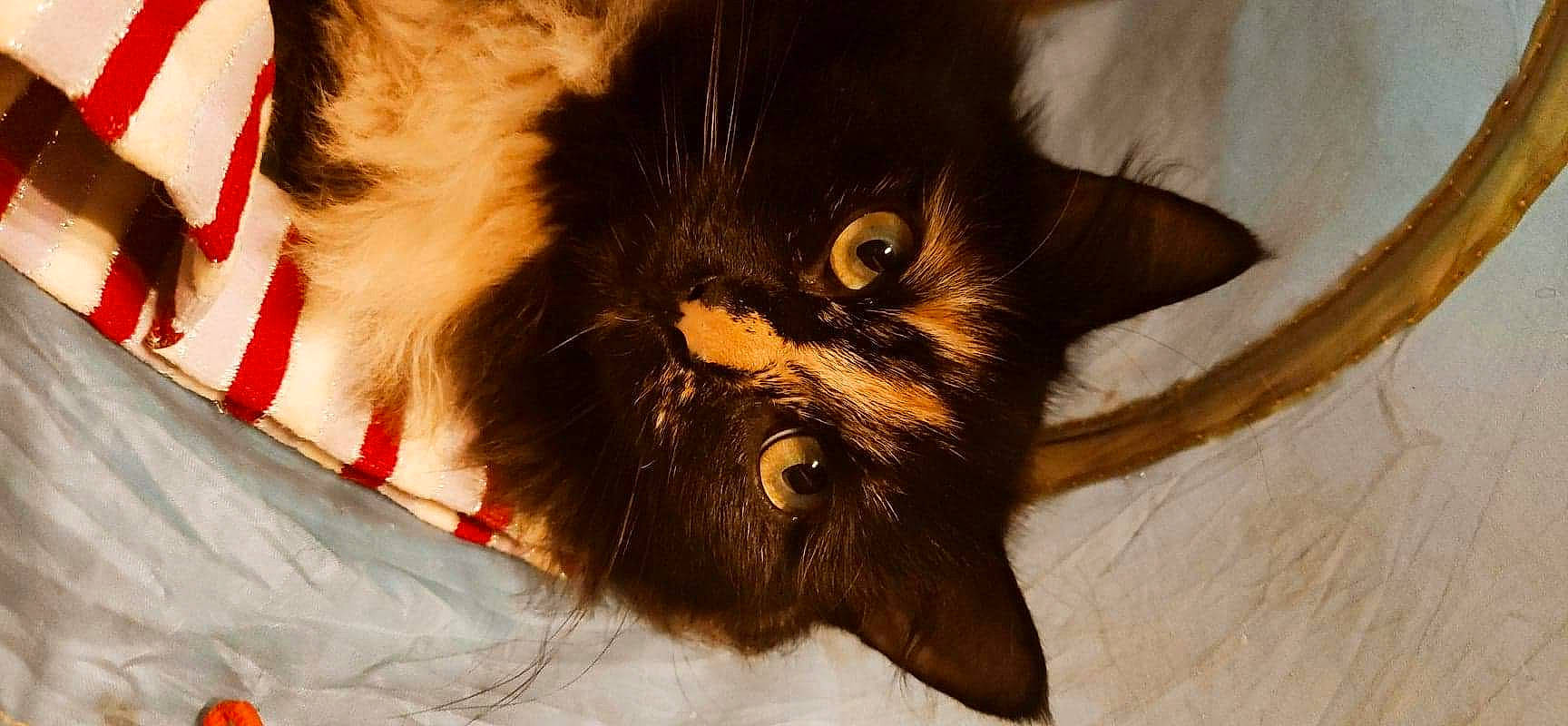 Nova a rejoint le concours — aidez-le/la à gagner de superbes lots ! black_cat, carmine, carnivore, cat, collar, coquelicot, fawn, felidae, fur, kitten, liver, pet_supply, small_to_medium_sized_cats, snout, vertebrate, whiskers