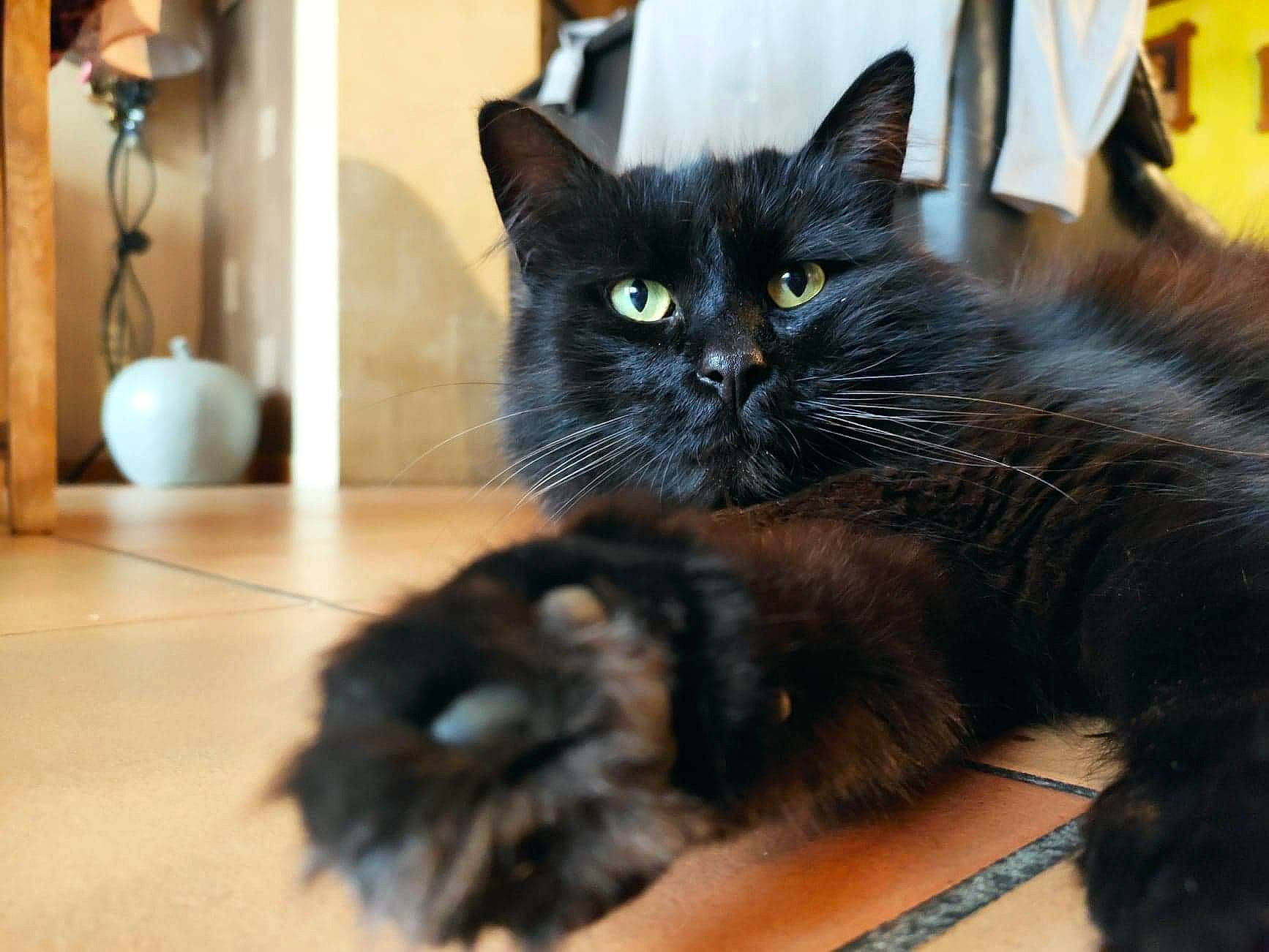 Minion participe au concours pour gagner de l'argent avec cette photo : black_cat, bombay, carnivore, cat, claw, felidae, floor, flooring, fur, laminate_flooring, natural_material, pet_supply, small_to_medium_sized_cats, snout, tile, vertebrate, whiskers