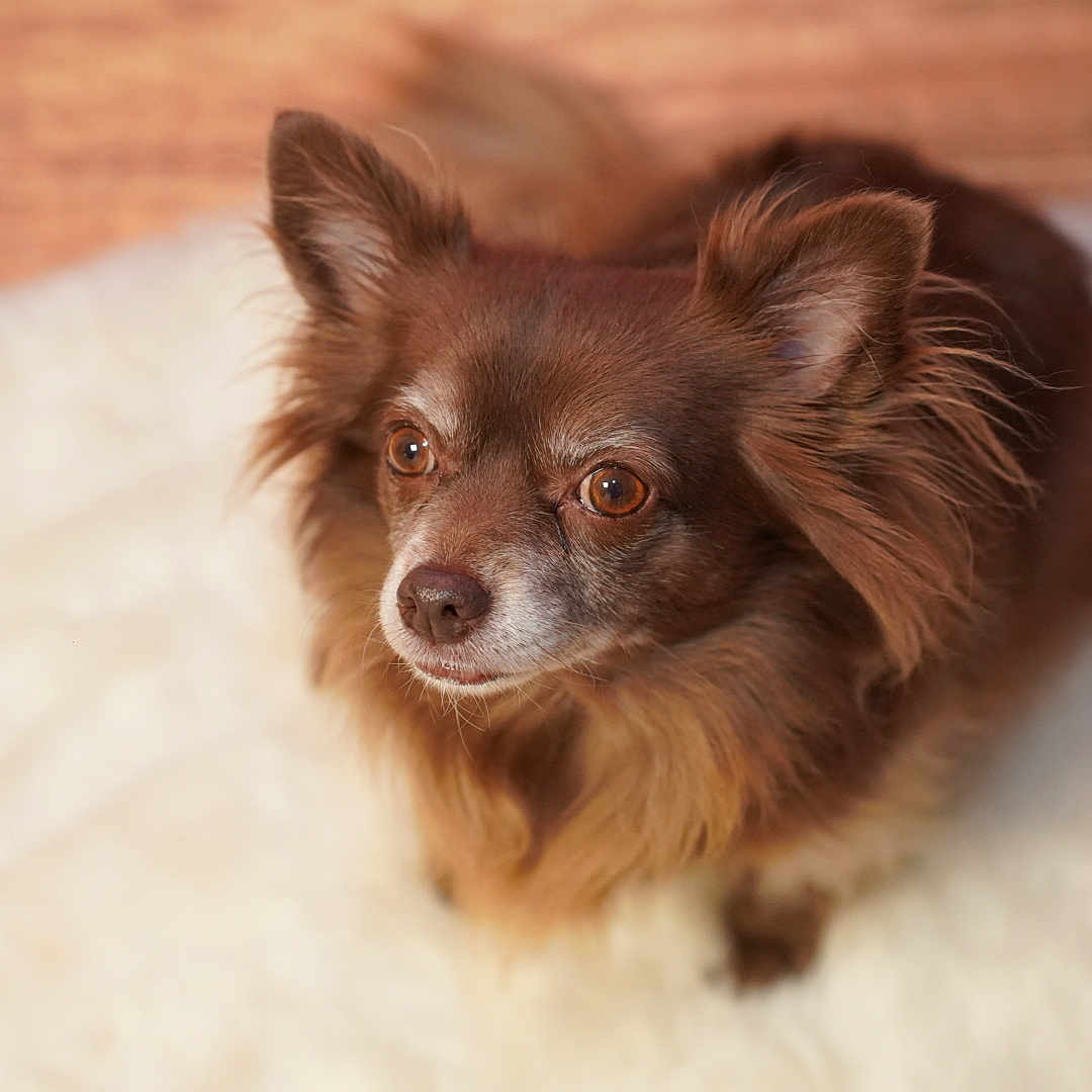 Olaf participe au concours pour gagner de l'argent avec cette photo : animal, canine, chihuahua, cockerspaniel, dog, eskimodog, hardwood, papillon, pet, puppy, wood