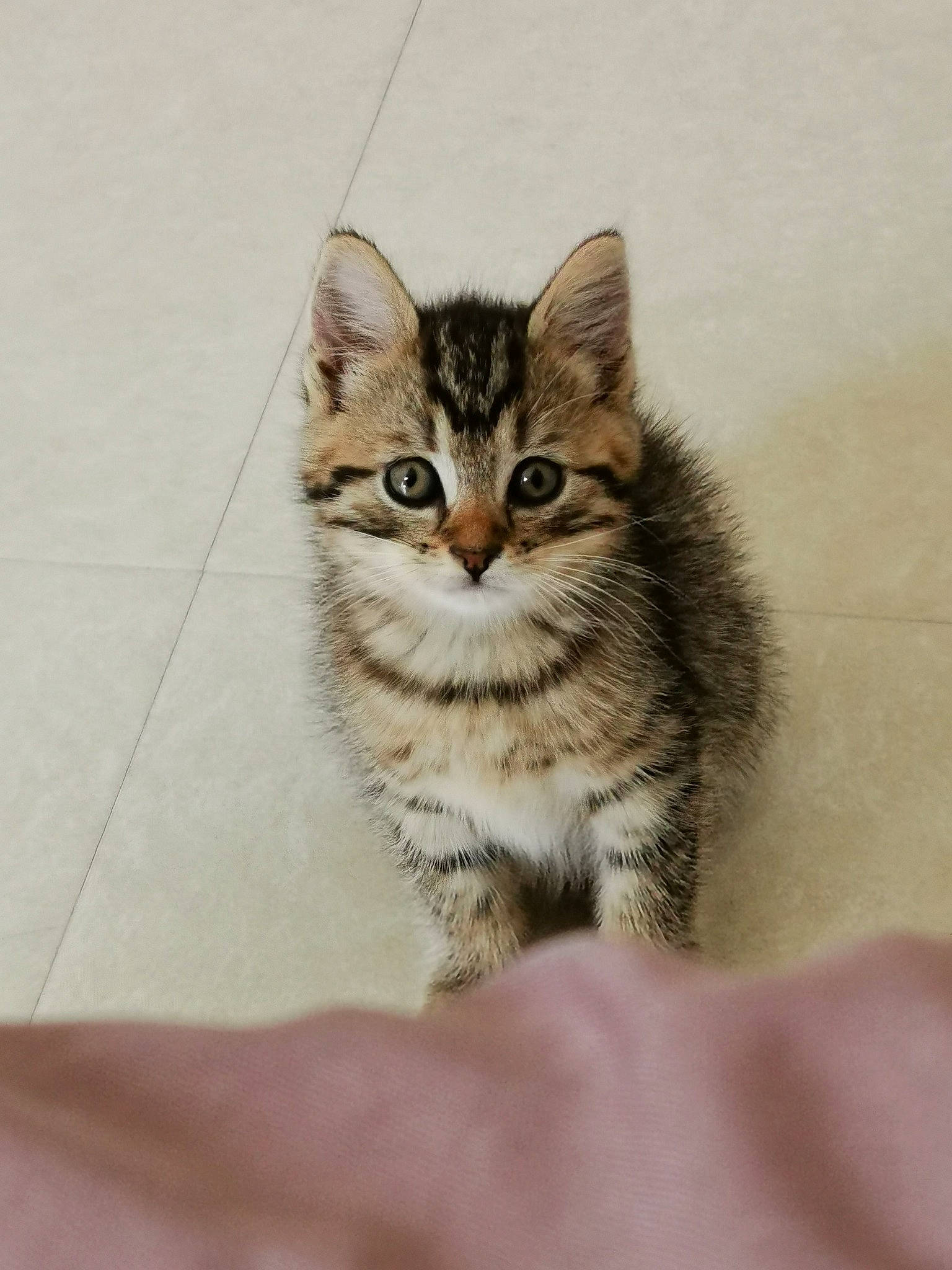 Akina participe au concours pour gagner de l'argent avec cette photo : aegean_cat, american_shorthair, american_wirehair, asian, carnivore, cat, domestic_short_haired_cat, dragon_li, european_shorthair, eye, felidae, kitten, mammal, pixie_bob, siberian, skin, small_to_medium_sized_cats, tabby_cat, vertebrate, whiskers