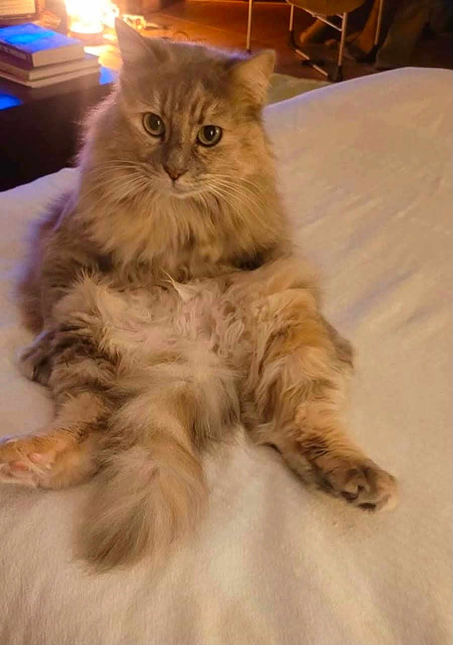 Gioia a rejoint le concours — aidez-le/la à gagner de superbes lots ! cat, fluffy, sitting, bed, indoor, cozy, relaxed, pet, animal, feline, fur, looking_at_camera, wide_eyes, warm_lighting, books, background, paws, tail, cute, domestic