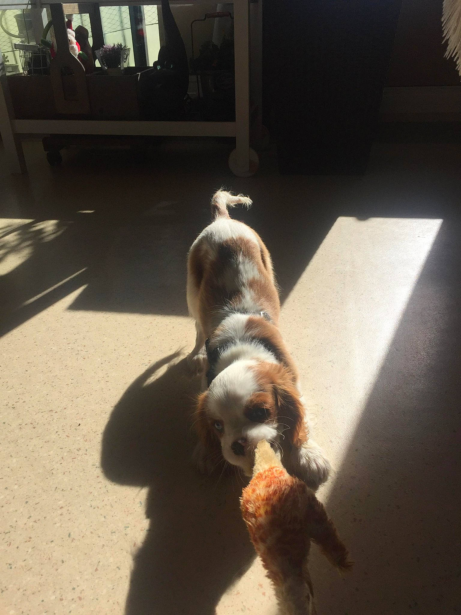 Naya participe au concours pour gagner de l'argent avec cette photo : american_cocker_spaniel, canidae, carnivore, cocker_spaniel, dog, dog_breed, english_springer_spaniel, fawn, mammal, non_sporting_group, pit_bull, puppy, spaniel, spinone_italiano, sporting_group, tail