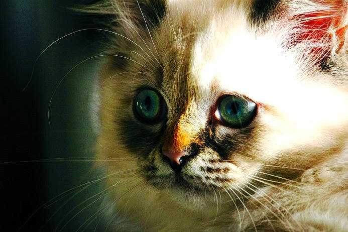 Capucine a rejoint le concours — aidez-le/la à gagner de superbes lots ! american_curl, asian, birman, carnivore, cat, close_up, eye, felidae, fur, iris, kitten, mammal, nose, ojos_azules, photography, ragdoll, siberian, small_to_medium_sized_cats, snout, whiskers