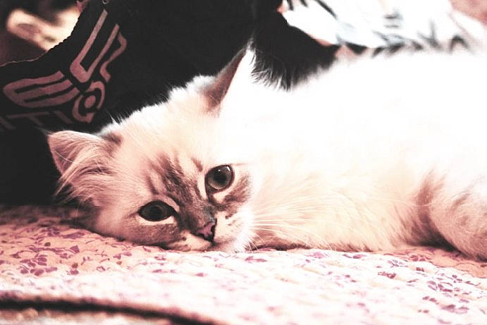 Capucine a rejoint le concours — aidez-le/la à gagner de superbes lots ! asian, birman, burmilla, carnivore, cat, colorpoint_shorthair, domestic_short_haired_cat, ear, eye, felidae, fur, kitten, mammal, nose, ragdoll, small_to_medium_sized_cats, snout, turkish_angora, turkish_van, whiskers